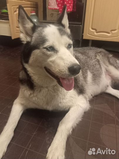 Собака в добрые руки отдам бесплатно