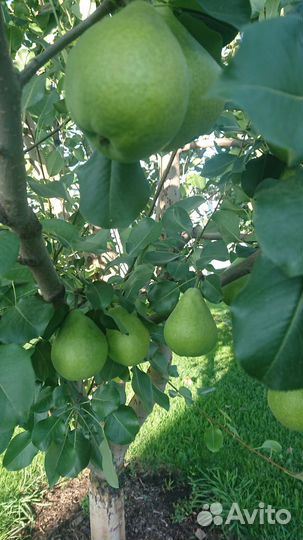 Яблоки, груши