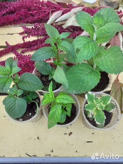 Мята сортовая