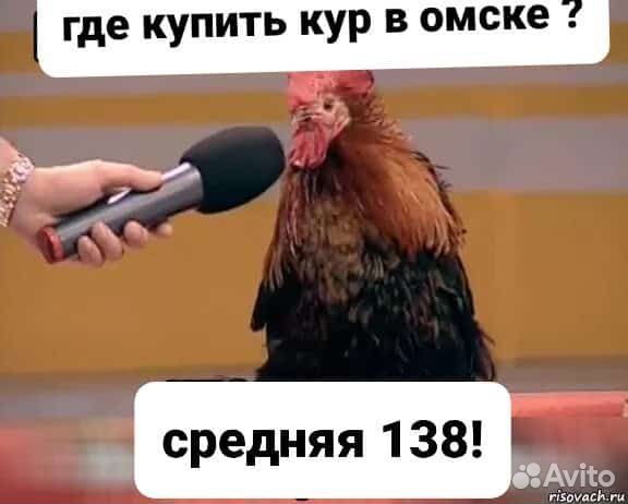 Куры-несушки молодки доминанты