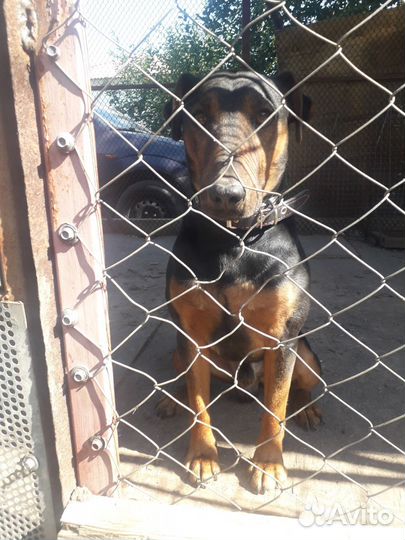 Вязка собак