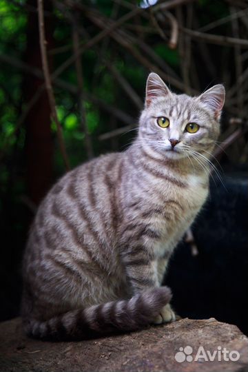 Кошка ищет дом