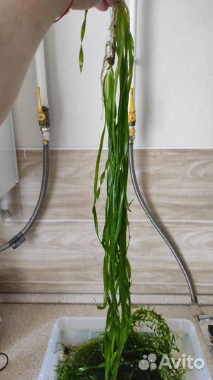 Аквариумное растение