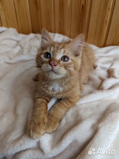 Котёнок 2.5 мес