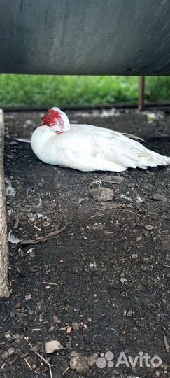 Мускусные утки