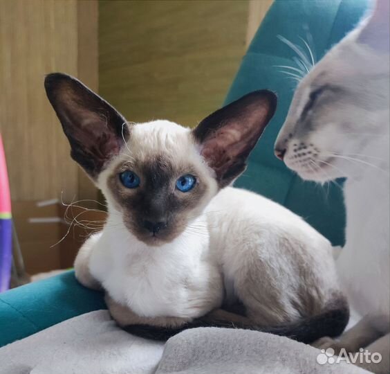 Ориентал котенок девочка