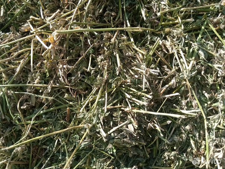 Сегодня люцерны второй укос