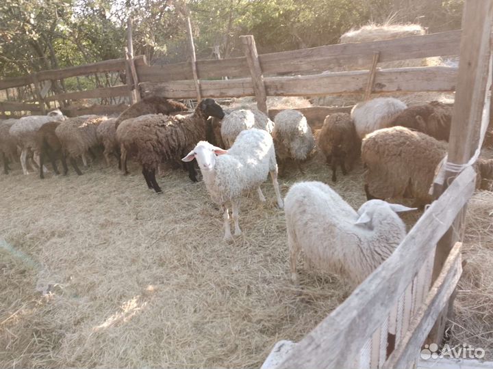Овцы бараны