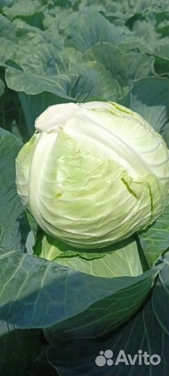 Капуста.Бронка