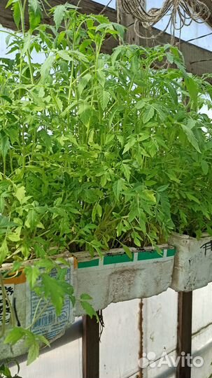 Продаю непикированную рассаду