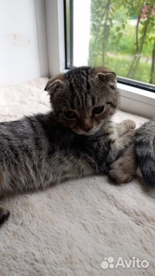 Шотландские котята