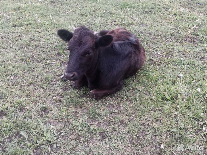 Две тёлки коровы и телята