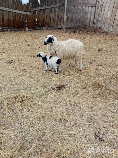 Овцы с ягнятами