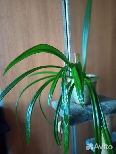 Кливия И гиппеаструм