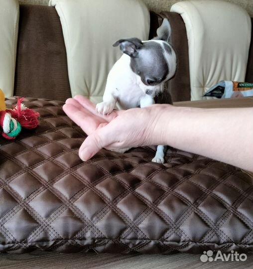 Девочки чихуахуа мини