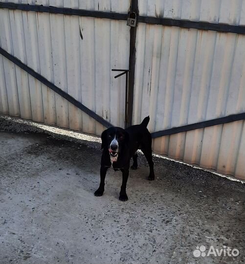 Охотничий пёс