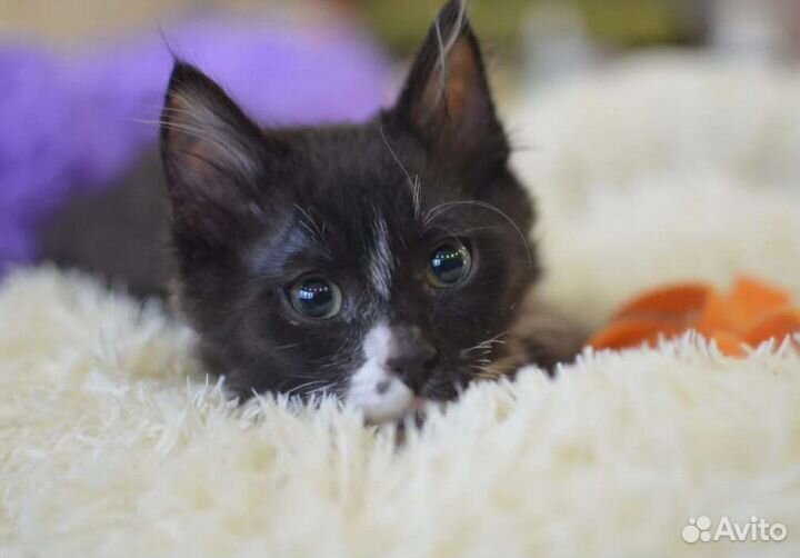 Кошки в добрые руки бесплатно