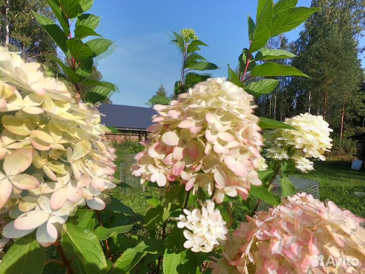 Гортензия метельчатая 