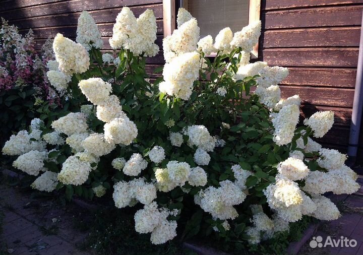 Питомник С реализует гортензию Полярный Медведь