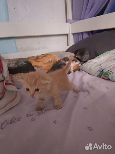 Котик в добрые руки