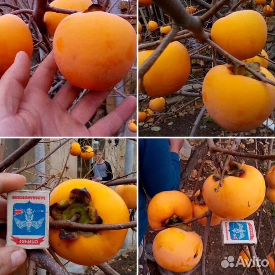 Саженцы не опт