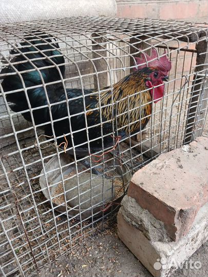 Петух ухейилюй с курицей