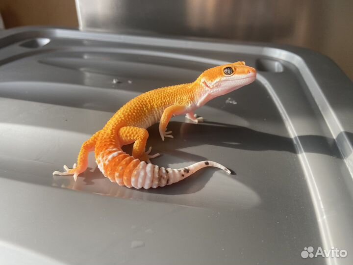 Леопардовый геккон эублефар