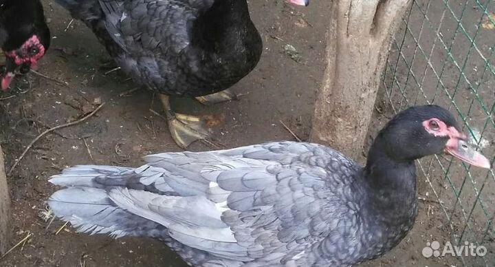 Мускусные утки тяжелые линии