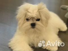 Мини мальчик мальтезе