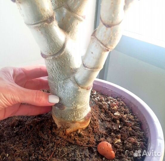 Большое денежное дерево с горшком