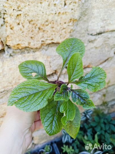 Плектрантус