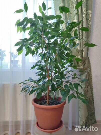 Фикус Бенджамина