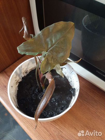 Сингониум шоколад