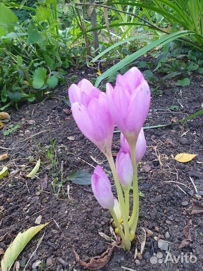 Безвременник луковицы