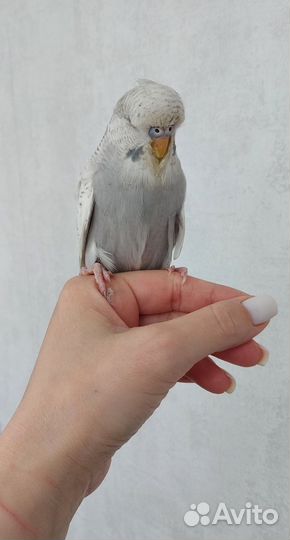 Выставочный волнистый попугай (чех)