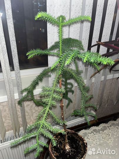 Комнатные растения цветы