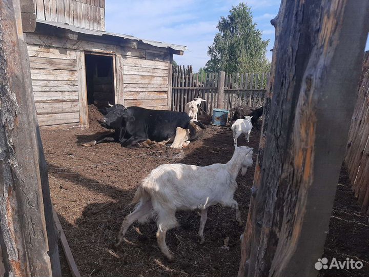 Коровы, козы, телята