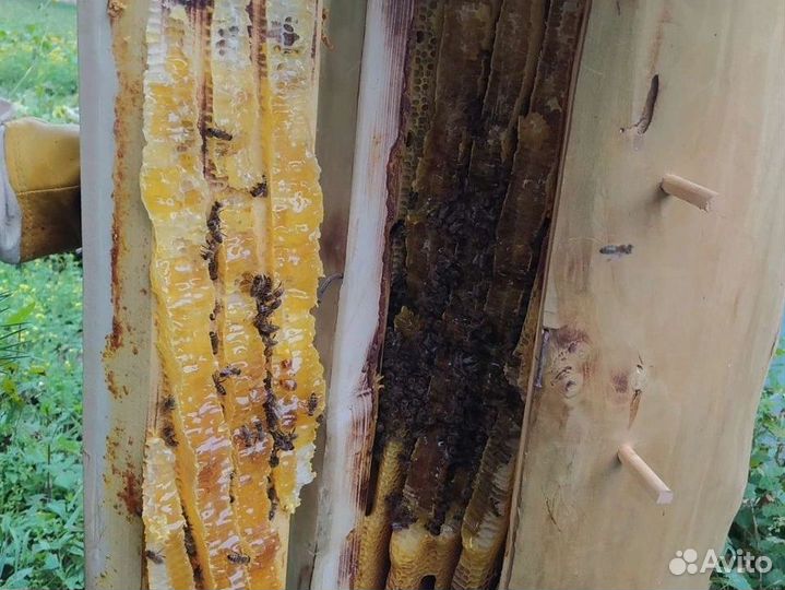 Дикий бортевой мед