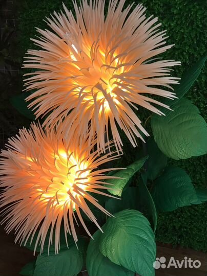 Ростовые цветы