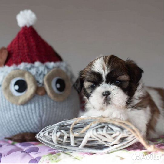 Малыши ши-тцу