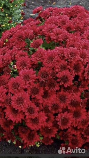 Хризантемы мультифлора