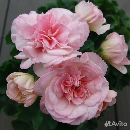 Продам пеларгонии