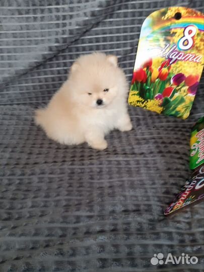 Померанский шпиц медвежьего типа