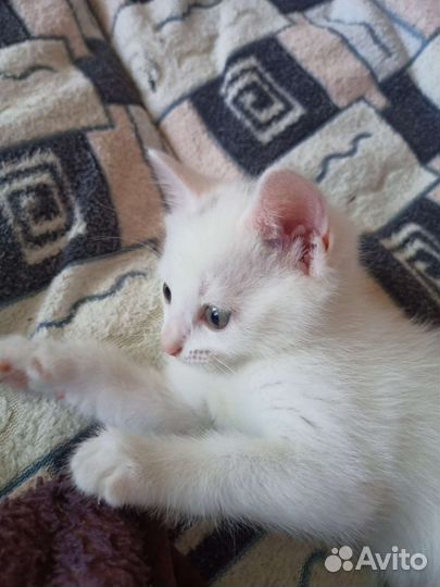 Белый котёнок
