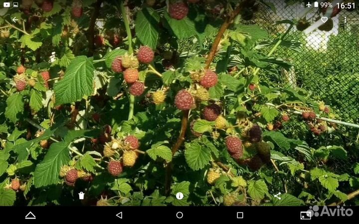 Саженцы малины (сортовая сирень )