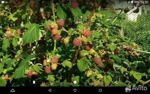 Саженцы малины (сортовая сирень )