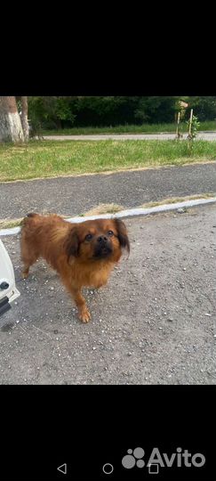 Собака в добрые руки отдам бесплатно