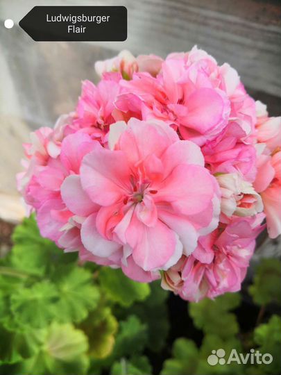 Пеларгония срезы