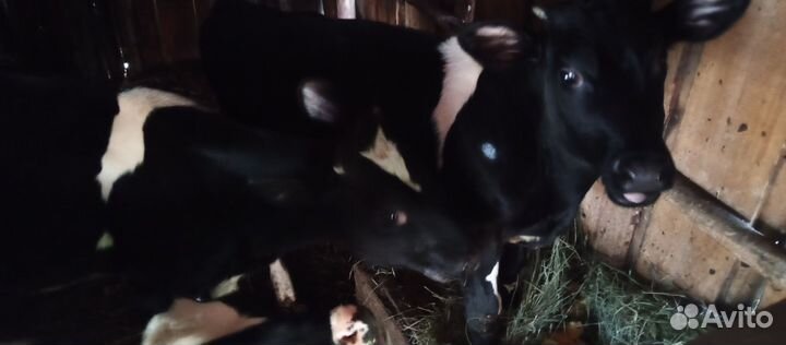 Телята бычки