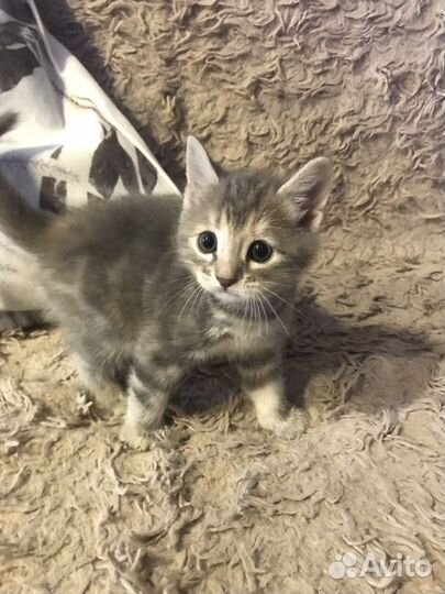 Котенок девочки в добрые руки